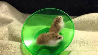 Hamsters Running and Spinning On Wheel  Very Funny [upl. by Nariko]