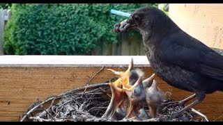 Amsel Mutter UND Vater füttert ihre Jungen im Vogelnest [upl. by Mathews592]