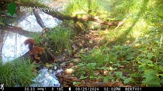 Eekhoorn Sciurus vulgaris legt wintervoorraad aan  wildcamera [upl. by Herald590]