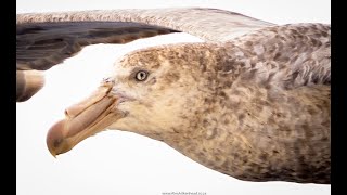 Giant Petrel on the Flock to Marion 2022 [upl. by Nonahs422]