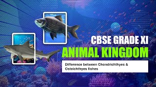 CBSE Grade 11 Biology Animal Kingdom  Difference Between Chondrichthyes and Osteichthyes [upl. by Anhcar731]