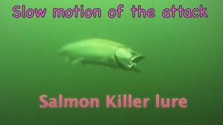 Underwater salmon Trolling wild Action GoPro [upl. by Nitfa]