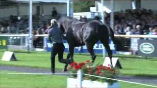 Burghley Horse Trials 2008 Horses behaving badly [upl. by Rivkah]