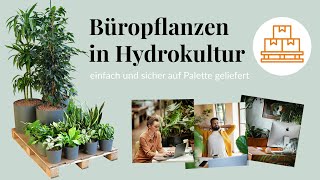 Pflanzen fürs Büro einfach auf Palette bestellen Hydrokultur Büropflanzen frisch vom Gärtner [upl. by Hett757]