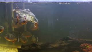 Amazon Piranha Red Belly Feeding Carp Makan Piranha WARNING LIVE FEEDING [upl. by Eirojam]