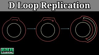 D Loop Replication  Mitochondrial DNA Replication [upl. by Brian]