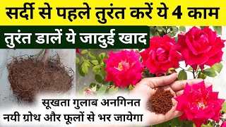 गुलाब पर ये काम सर्दी से पहले तुरंत करें और पाएं ढेरों फूल Rose plant growing tipsRose plant care [upl. by Aimak]