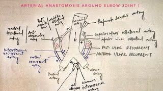 Arterial anastomosis around elbow joint 🔥🔥🔥 med tutorials [upl. by Anec434]