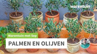 Alles over palmen en olijfbomen [upl. by Arrait]