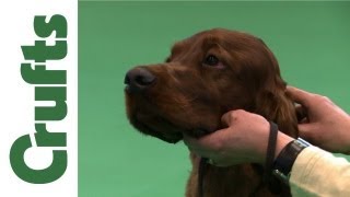 Crufts 2012  Irish Setter Best of Breed [upl. by Aeniah157]