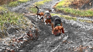 Skyviews Beagles Rabbit Hunting [upl. by Cob]