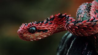 Snake Sounds  High Quality Snake Sound Effect [upl. by Nadabb867]