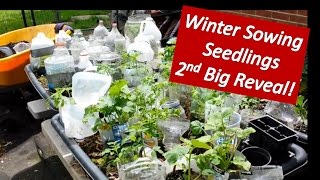 Winter Sowing  2nd Big Reveal Growing Vegetable Seedlings from Seeds in the Snow [upl. by Pricilla287]