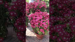 Beautiful Verbena Flowers Grown in Pot  shorts verbena flowers [upl. by Suiramad424]