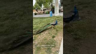 el pavo real 🦚 red descendants pavoreal peacock descendants2 descendants4 [upl. by Mancino510]