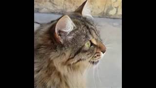 Cats Chirping and Chattering  CAT COMPILATION [upl. by Nan]