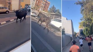 TORO SE ESCAPA DURANTE LOS FESTEJOS EN TAVERNES BLANQUES HASTA ALMÀSSERA VALENCIA [upl. by Asert431]