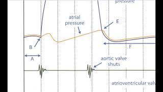 SnapRevise The Ultimate Alevel Biology Resource [upl. by Lisan341]