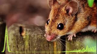 Anti mouse repellent  sound that kills mice  how to drive rodents out of your home [upl. by Harias]