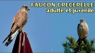 Faucon crécerelle mâle et juvénile [upl. by Brooke]