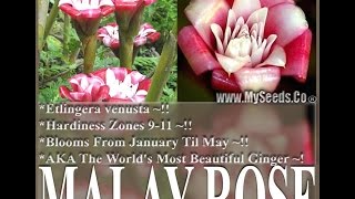 Malay Rose Torch Ginger Etlingera venusta SEEDS Tropical Ginger Lilies  SEEDS on wwwMySeedsCo [upl. by Aitsirk]