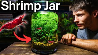 19 Mason Jar Ecosystem [upl. by Furnary]