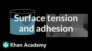 Surface Tension and Adhesion  Fluids  Physics  Khan Academy [upl. by Slavin987]