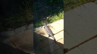 Blue Tongue Lizard flat out sunning itself on the bricks Tartarian Lizard straya bluetongue [upl. by Pomfret]