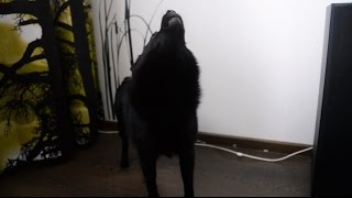 Jekku Schipperke howling Jekkuschipperke ulvoo [upl. by Buhler]