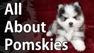 All About Pomskies  A Pomsky Video [upl. by Carmita]