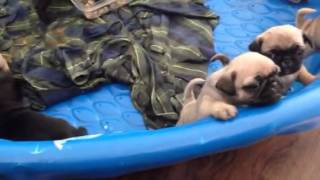 Pug puppies crying [upl. by Teleya973]