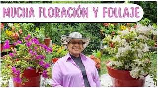 MUCHA FLORACIÓN Y FOLLAJE EN LAS VERANERAS CON LA PODA [upl. by Grati]