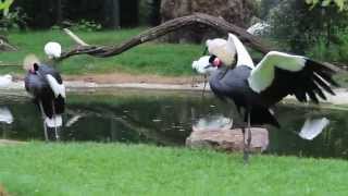 Westelijke kroonkraanvogels  Western African Black Crowned Cranes ZOO Antwerp [upl. by Maurey]