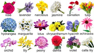 Flowers Name  English Vocabulary  Learn with me [upl. by Berck31]