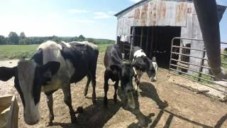 How I Raise Holstein Steers weaning to 500Lbs [upl. by Ynoep]