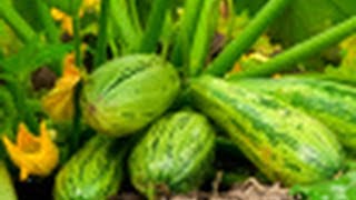 Comment choisir ses courgettes [upl. by Halueb968]