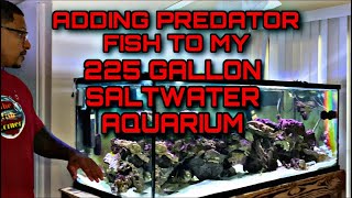 ADDING PREDATOR FISH INTO MY 225 GALLON SALTWATER AQUARIUM FINALLY [upl. by Soalokcin]