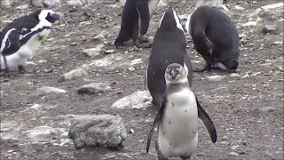 Pinguins en Dassies in Bettysbaai [upl. by Ankney]