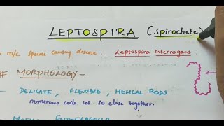 Leptospira  Microbiology  Handwritten notes [upl. by Eirallam]