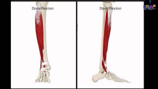 Le membre inférieur  les muscles de la jambe [upl. by Lehmann]