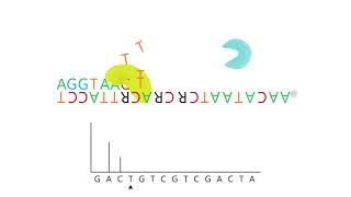 Animation pyrosequencing reaction [upl. by Yenahc]