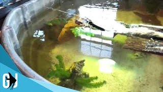 15 How To 300 Gallon Rubbermaid Stocktank Turtles Setup [upl. by Anaujnas851]