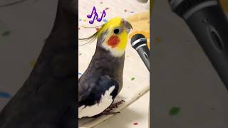 Adorable Cockatiel Larrys Cute Singing Performance 😍 🎶 🦜 🥰 cockatielscraze [upl. by Yrrap]