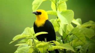 Yellow hooded Blackbird [upl. by Volney]