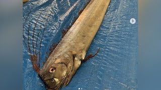 Japan earthquake and tsunami fear heightens after oarfish sightings [upl. by Stefanie]