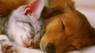 MUSIQUE DOUCE pour Chiens et Chats Agités ou Anxieux ⏩ Calme le Stress ⏩ Sommeil Paisible [upl. by Brunk102]