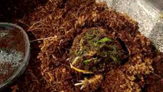 Ornate horned frog quotwolfs downquot its first pinky mouse [upl. by Idnahr]