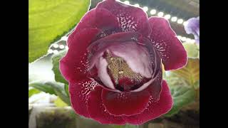 Gloxinia 3 October 2024 [upl. by Christoper]