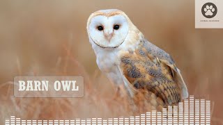 Barn owl scream  Barn owl screech  Barn owl call  Common barn owl sound [upl. by Enelrahs]