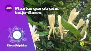 Plantas que atraem beijaflores [upl. by Anrehs]